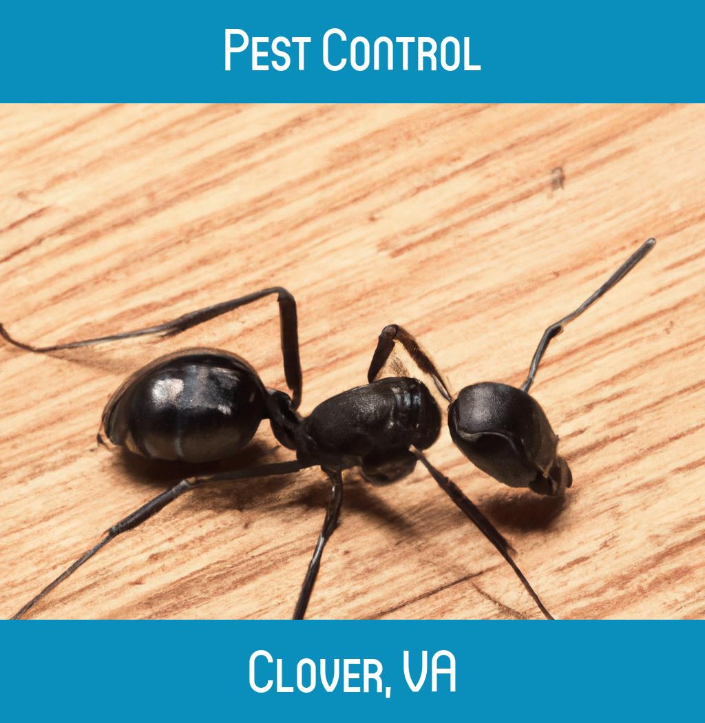 pest control in Clover Virginia