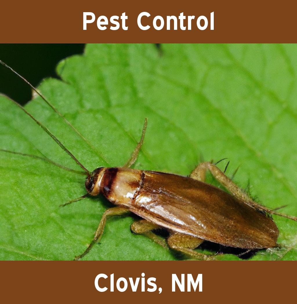 pest control in Clovis New Mexico
