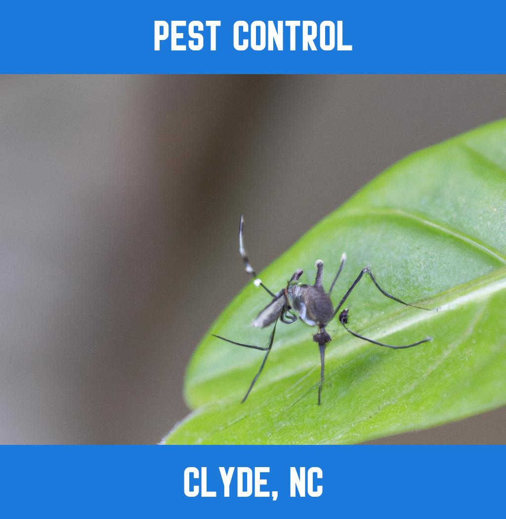 pest control in Clyde North Carolina