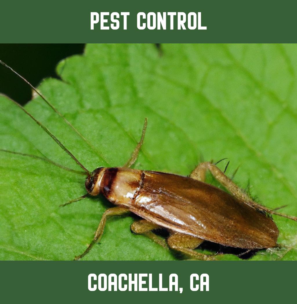 pest control in Coachella California