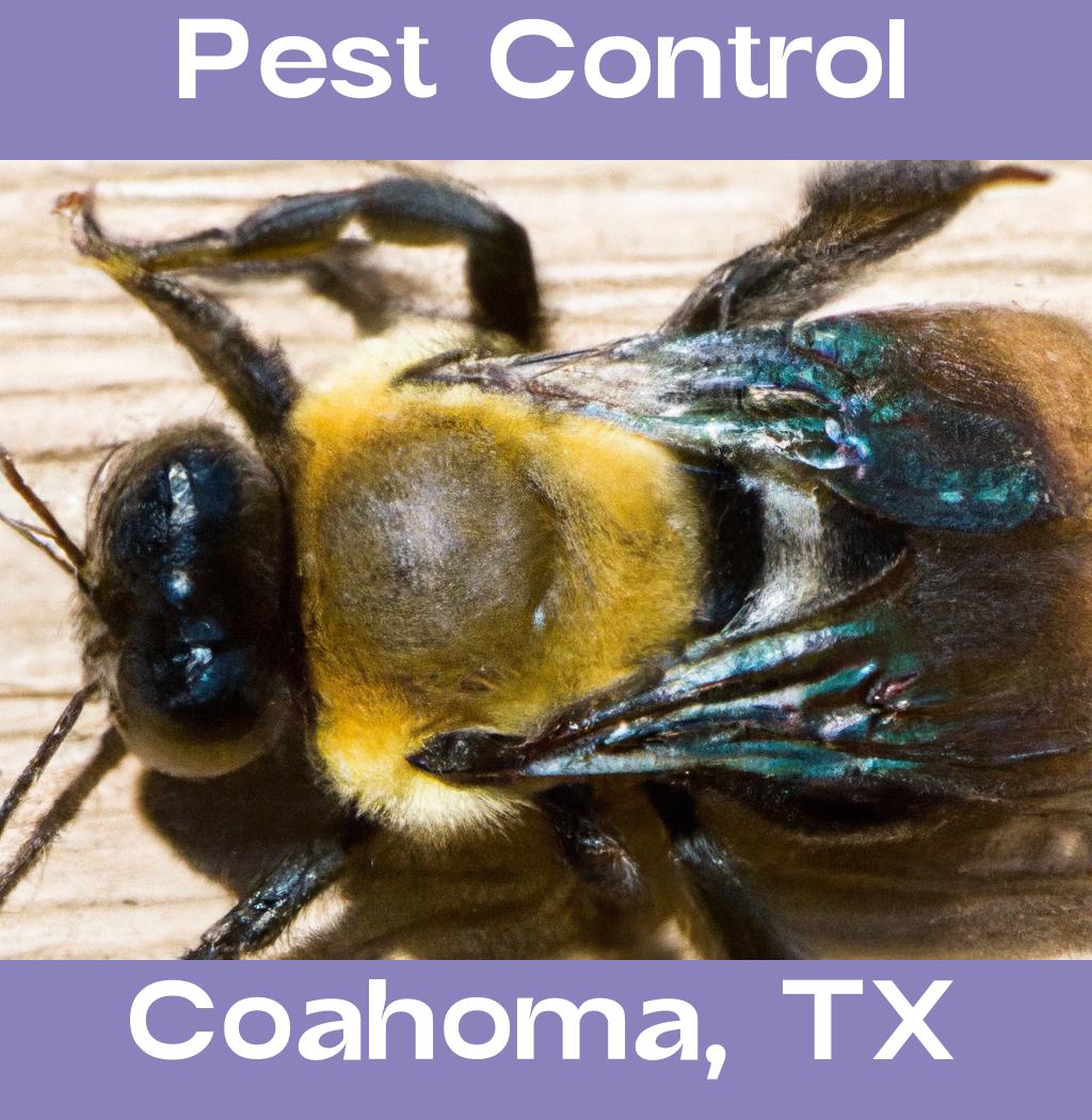 pest control in Coahoma Texas