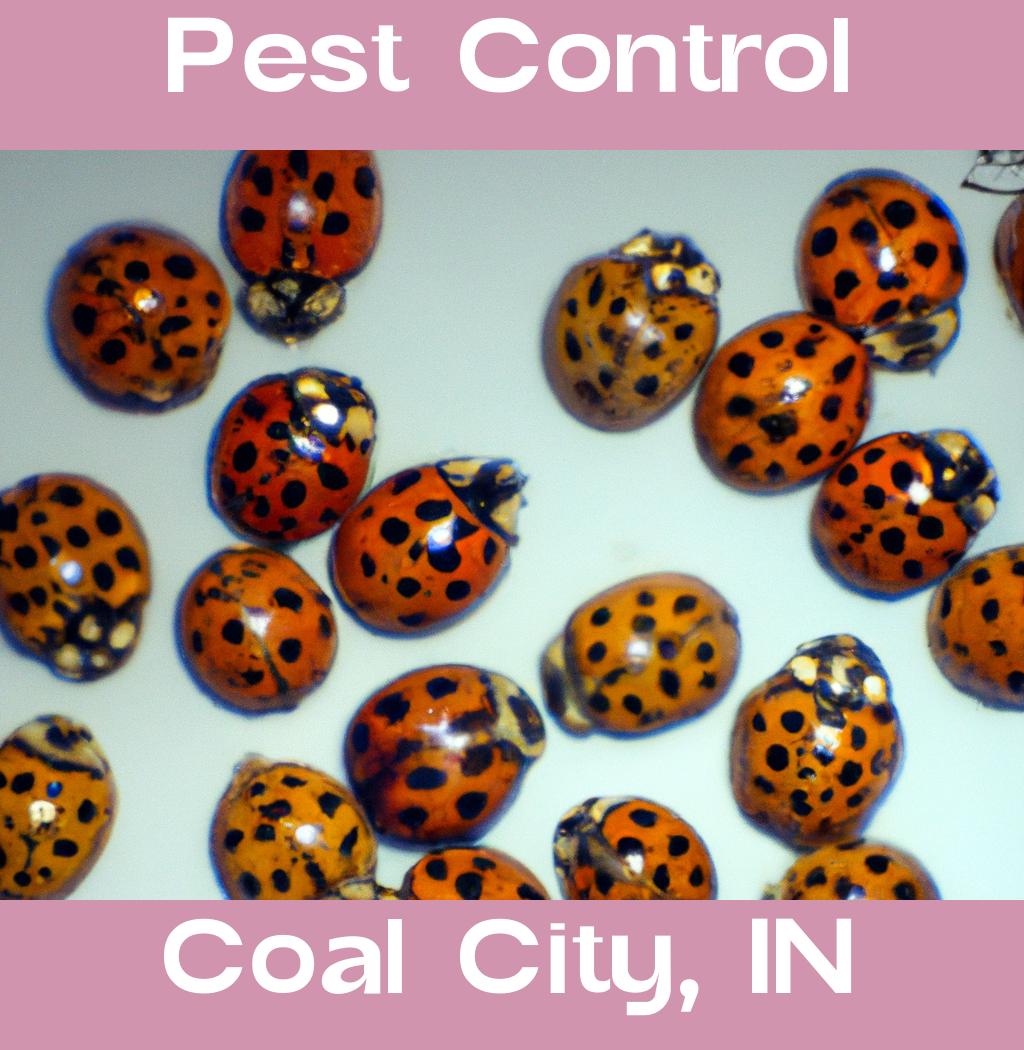 pest control in Coal City Indiana