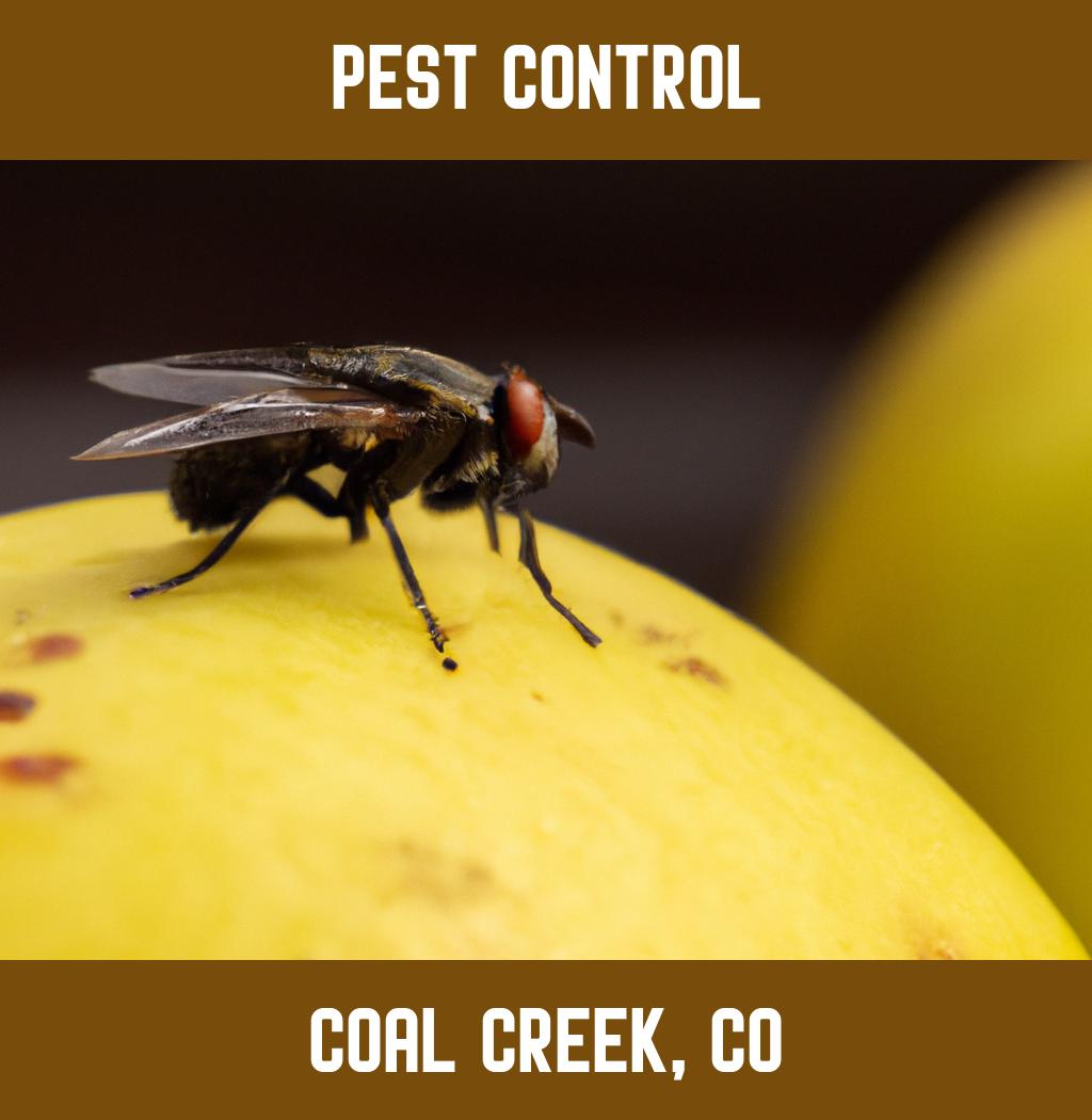 pest control in Coal Creek Colorado