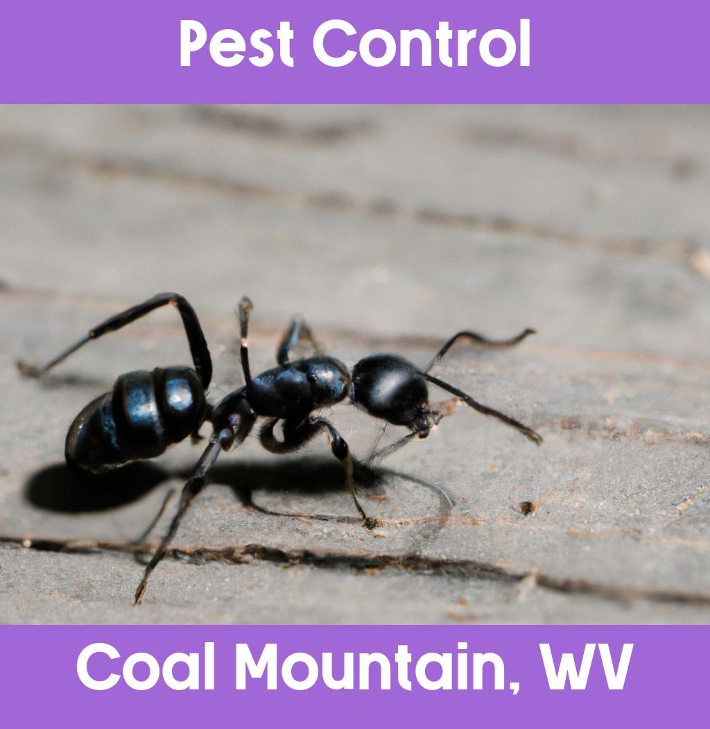 pest control in Coal Mountain West Virginia