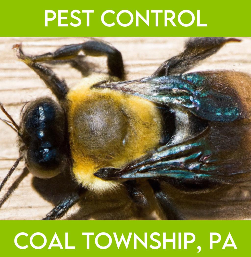 pest control in Coal Township Pennsylvania