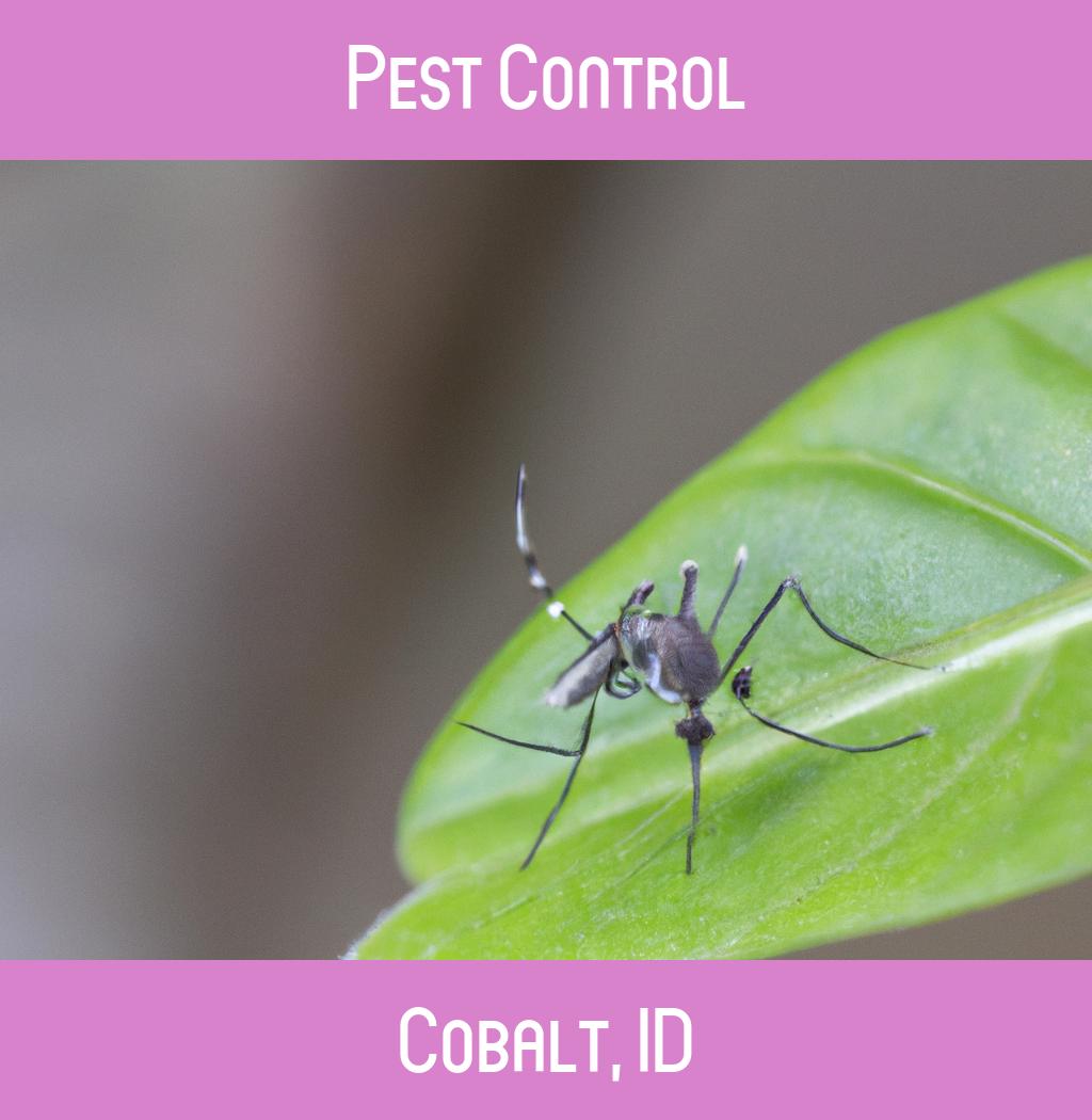 pest control in Cobalt Idaho