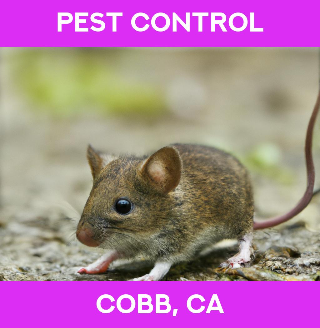 pest control in Cobb California