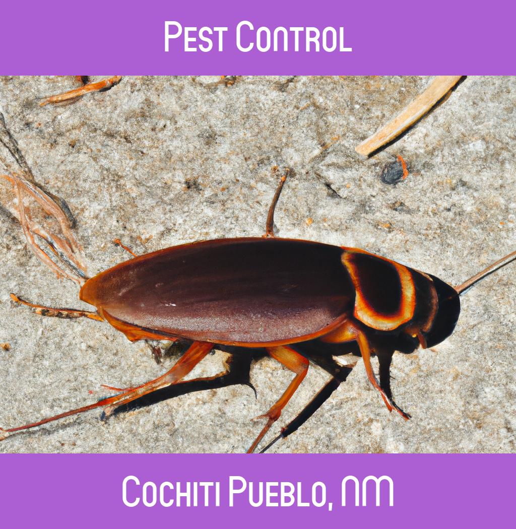 pest control in Cochiti Pueblo New Mexico