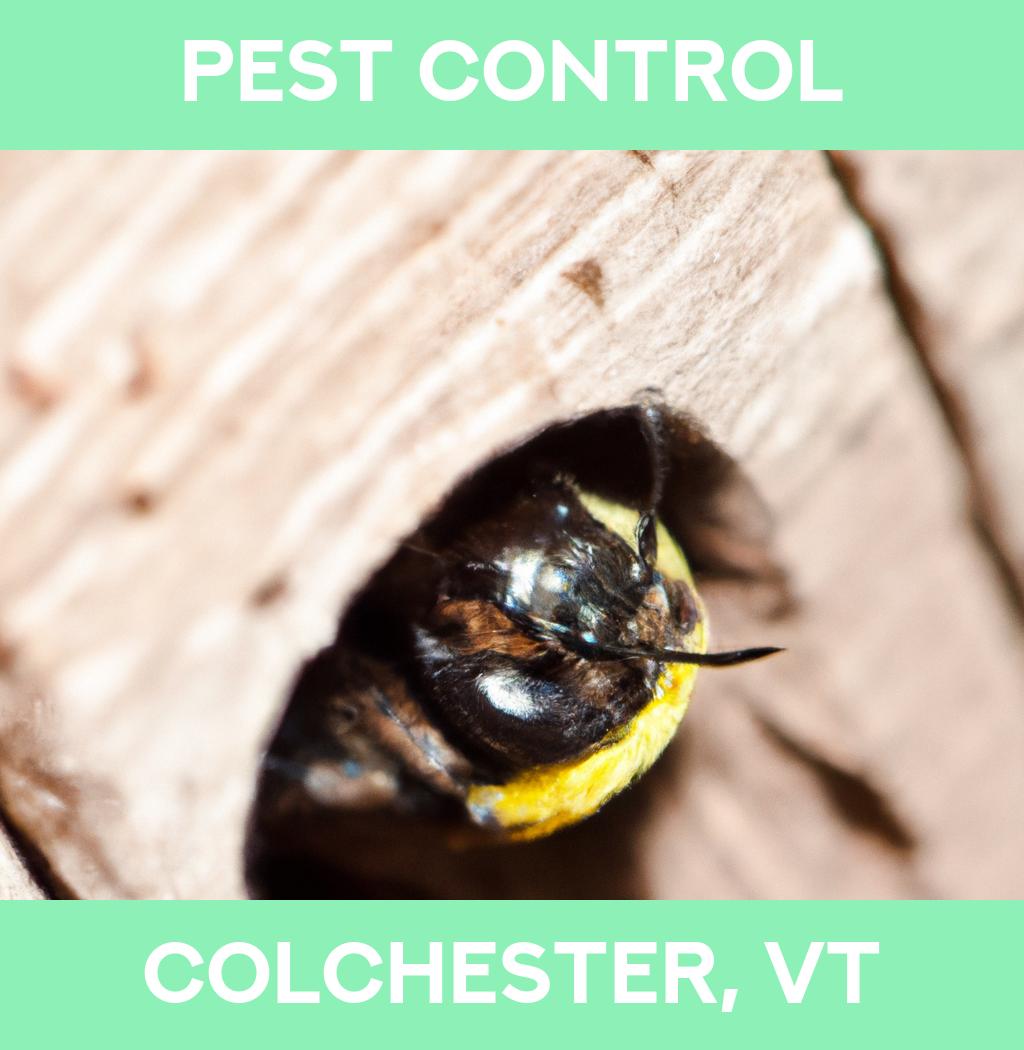 pest control in Colchester Vermont