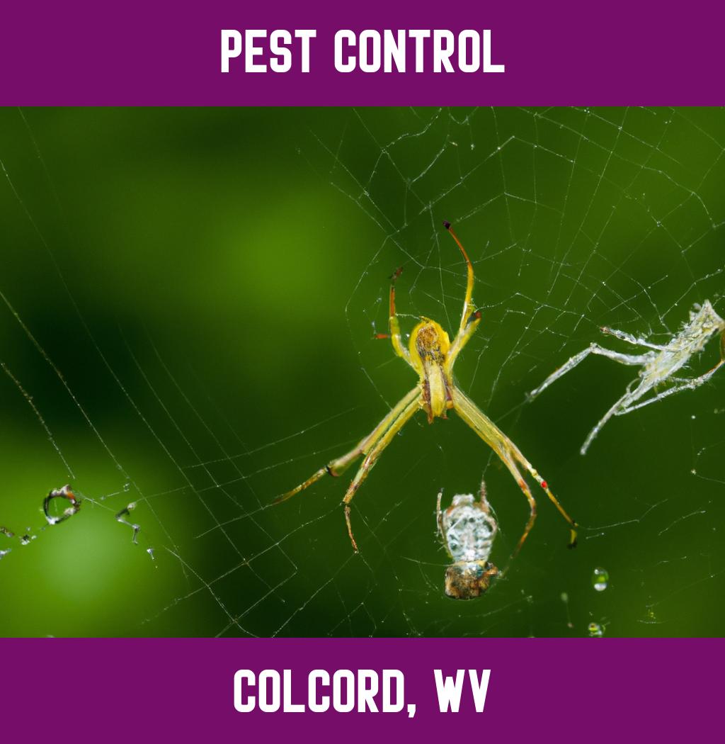 pest control in Colcord West Virginia