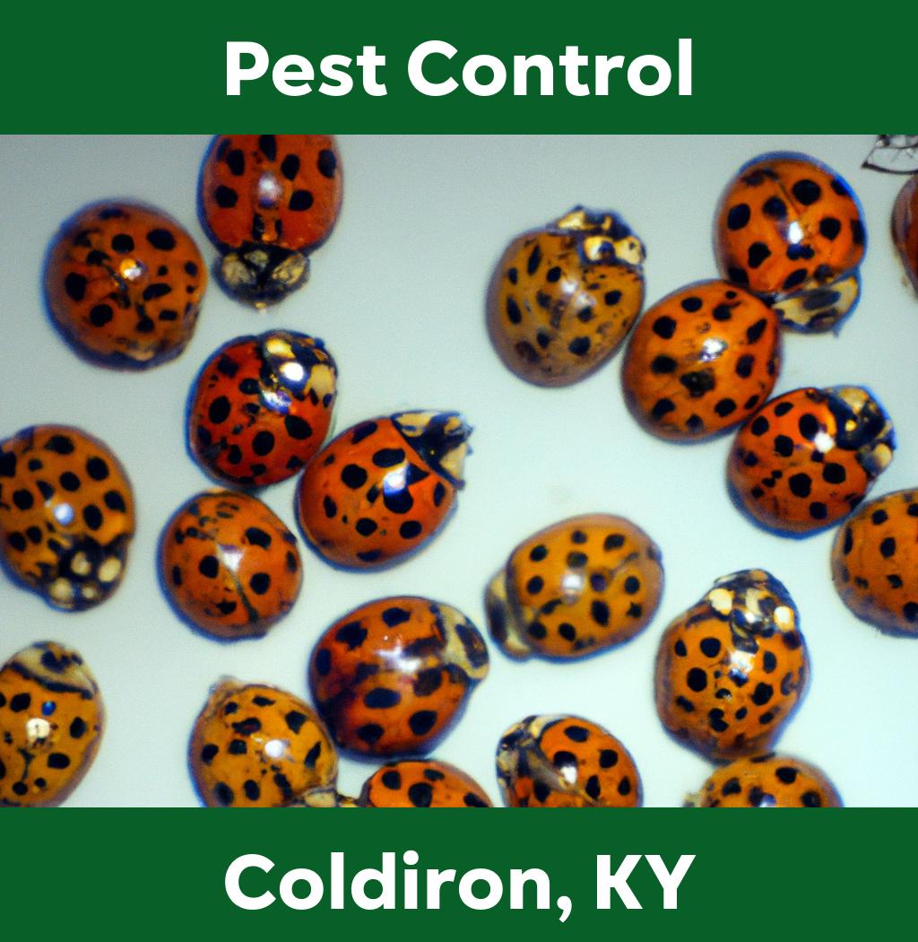 pest control in Coldiron Kentucky