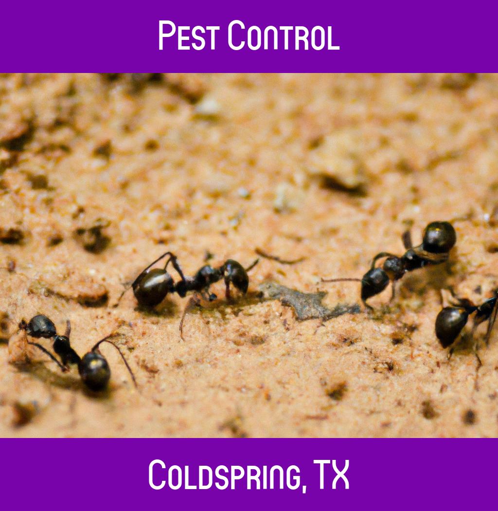 pest control in Coldspring Texas