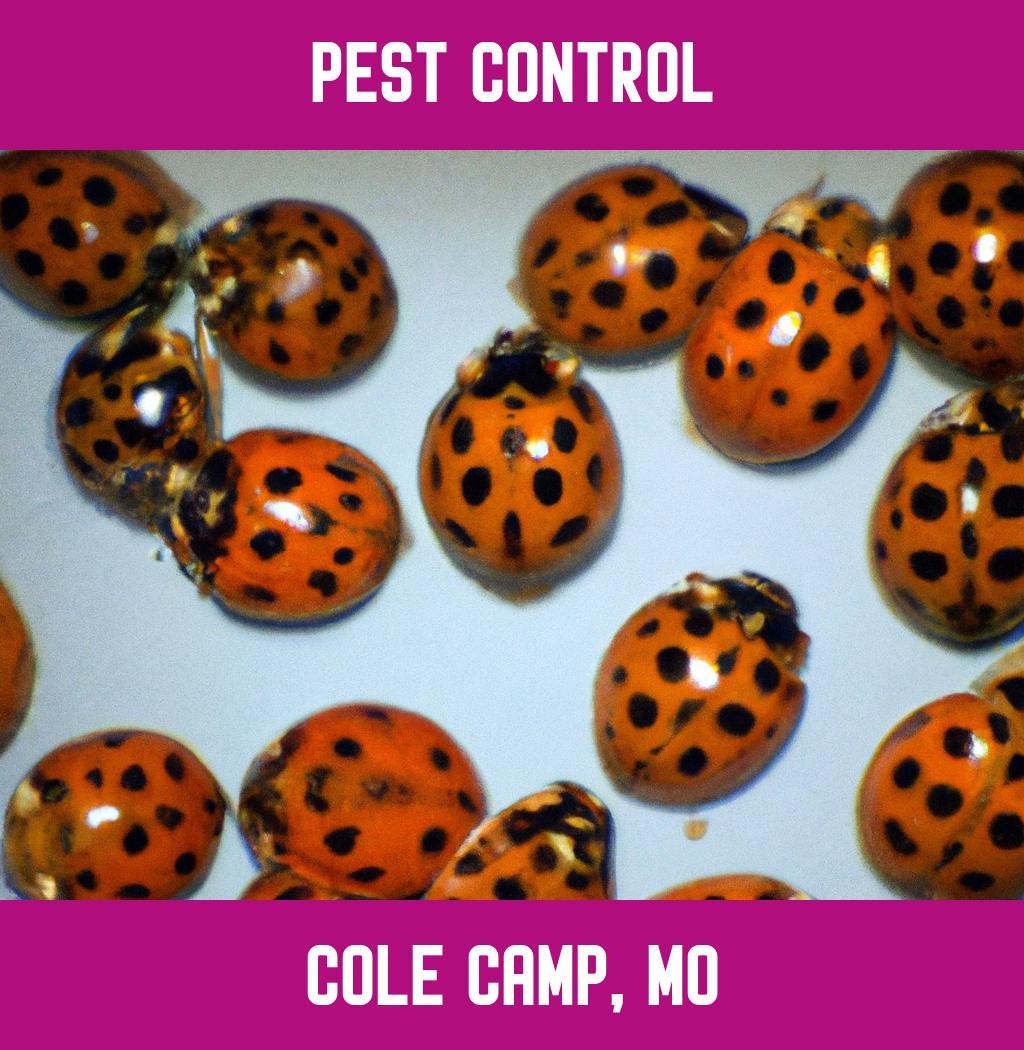 pest control in Cole Camp Missouri