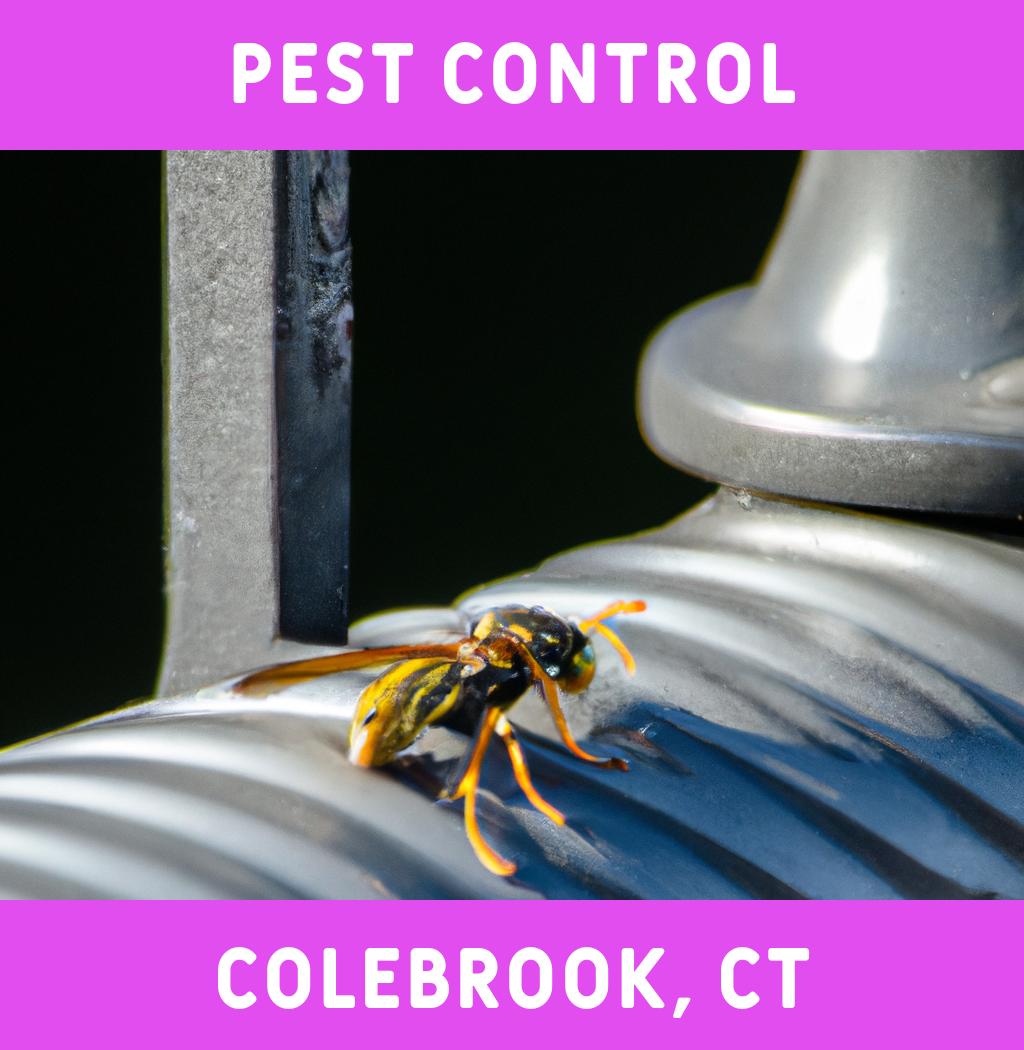 pest control in Colebrook Connecticut