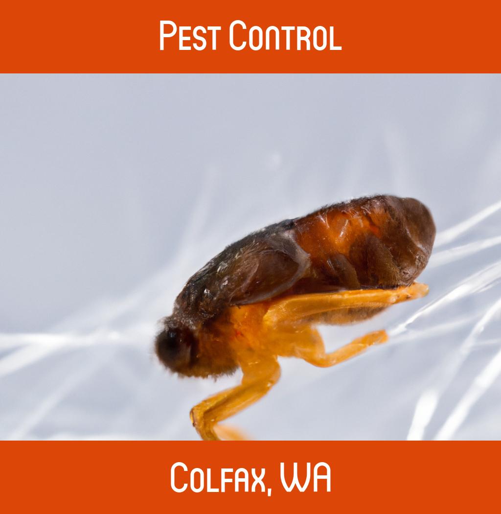 pest control in Colfax Washington