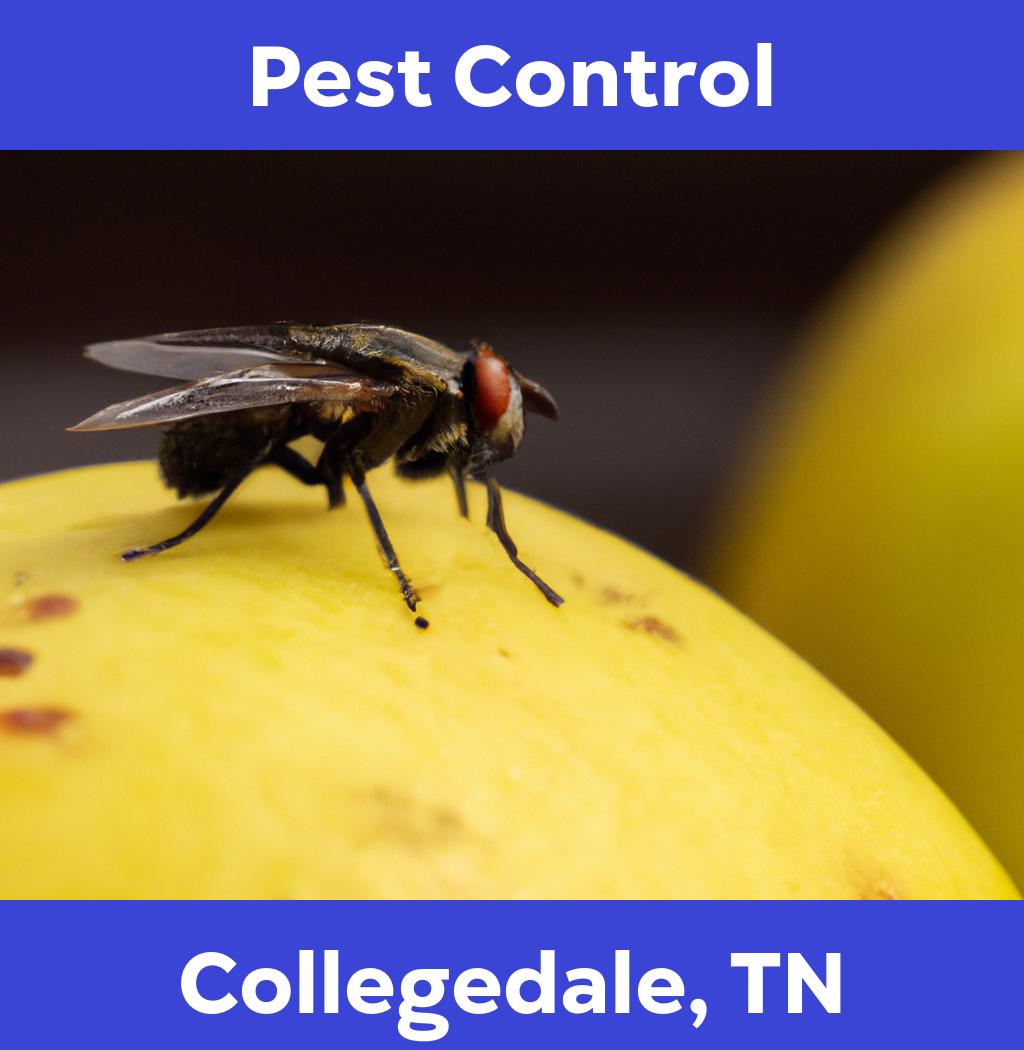 pest control in Collegedale Tennessee