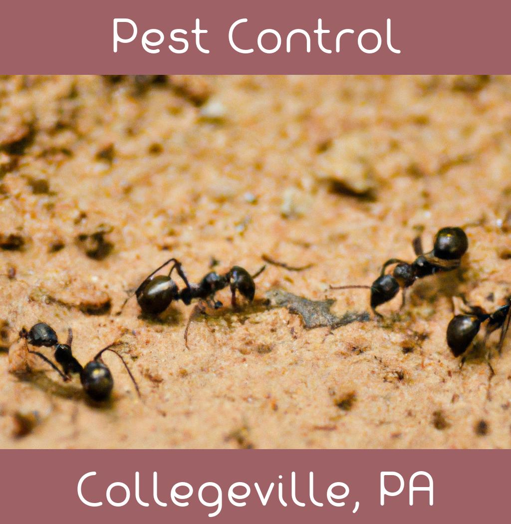 pest control in Collegeville Pennsylvania