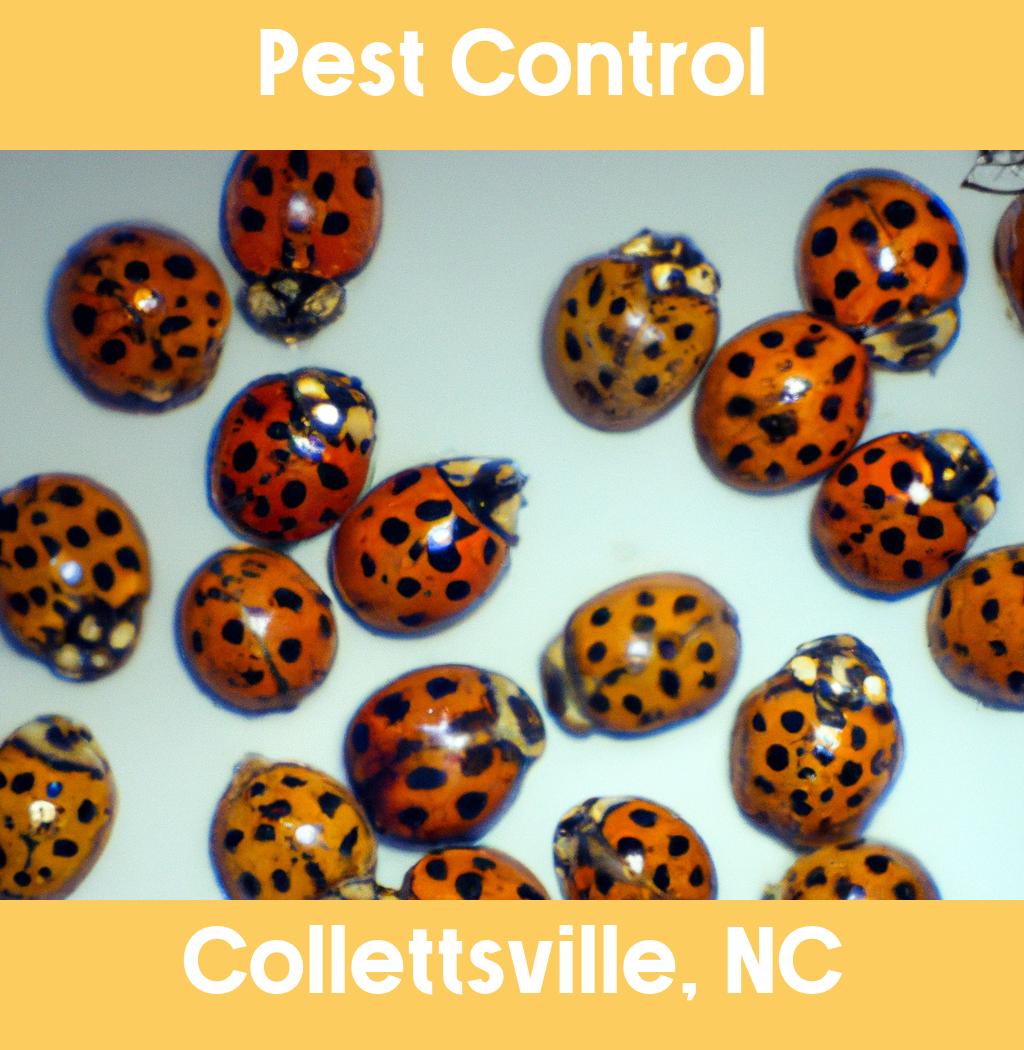 pest control in Collettsville North Carolina