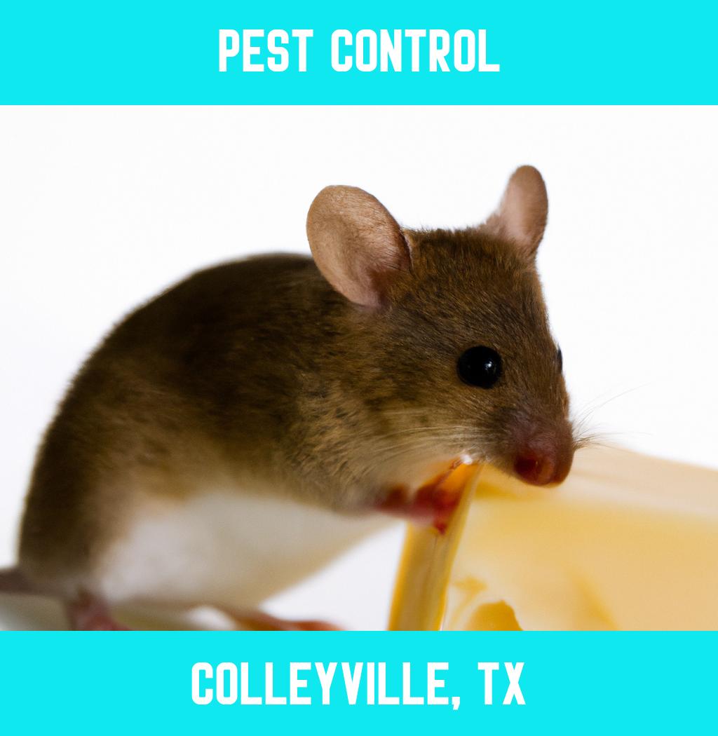 pest control in Colleyville Texas