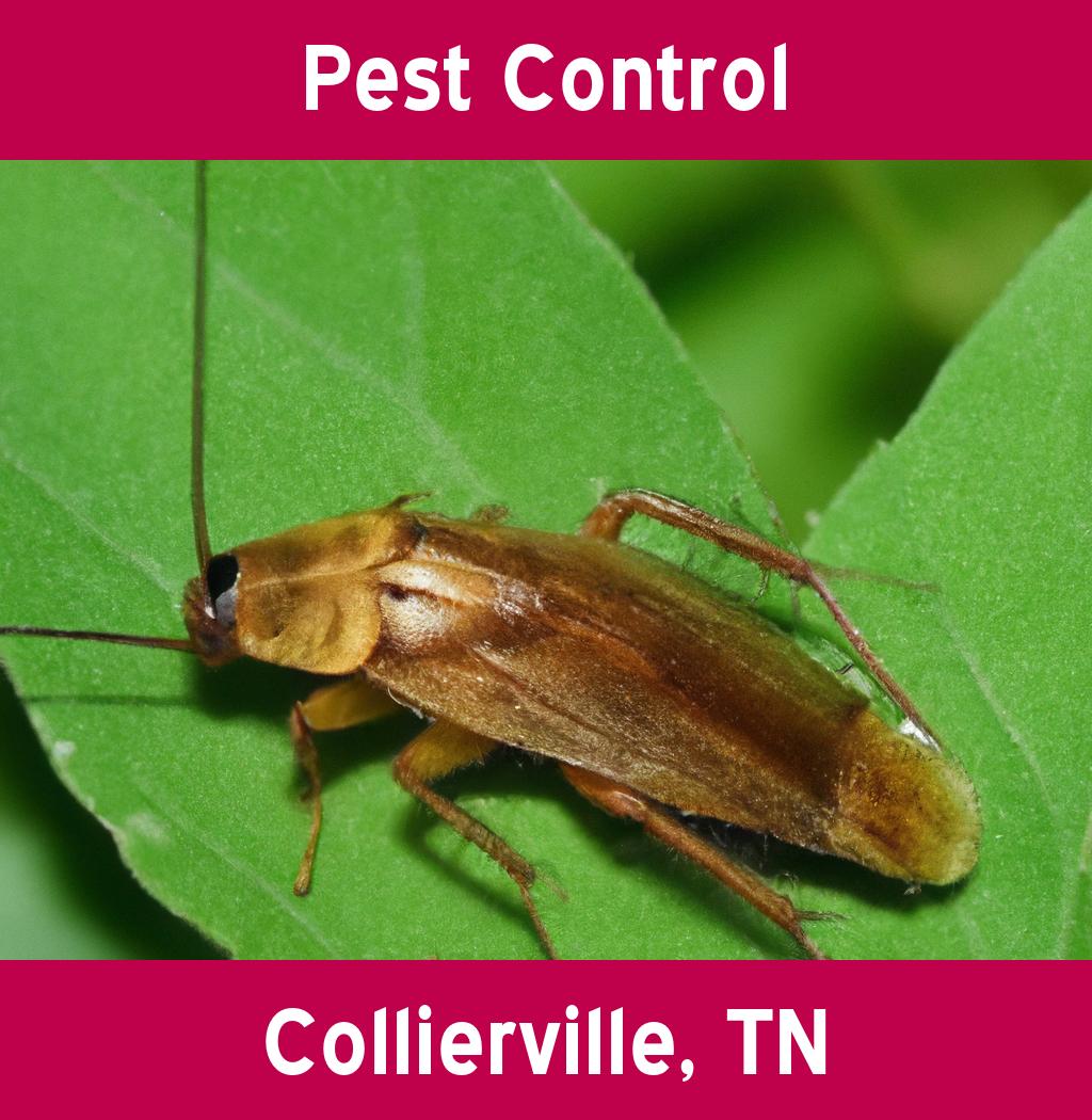 pest control in Collierville Tennessee
