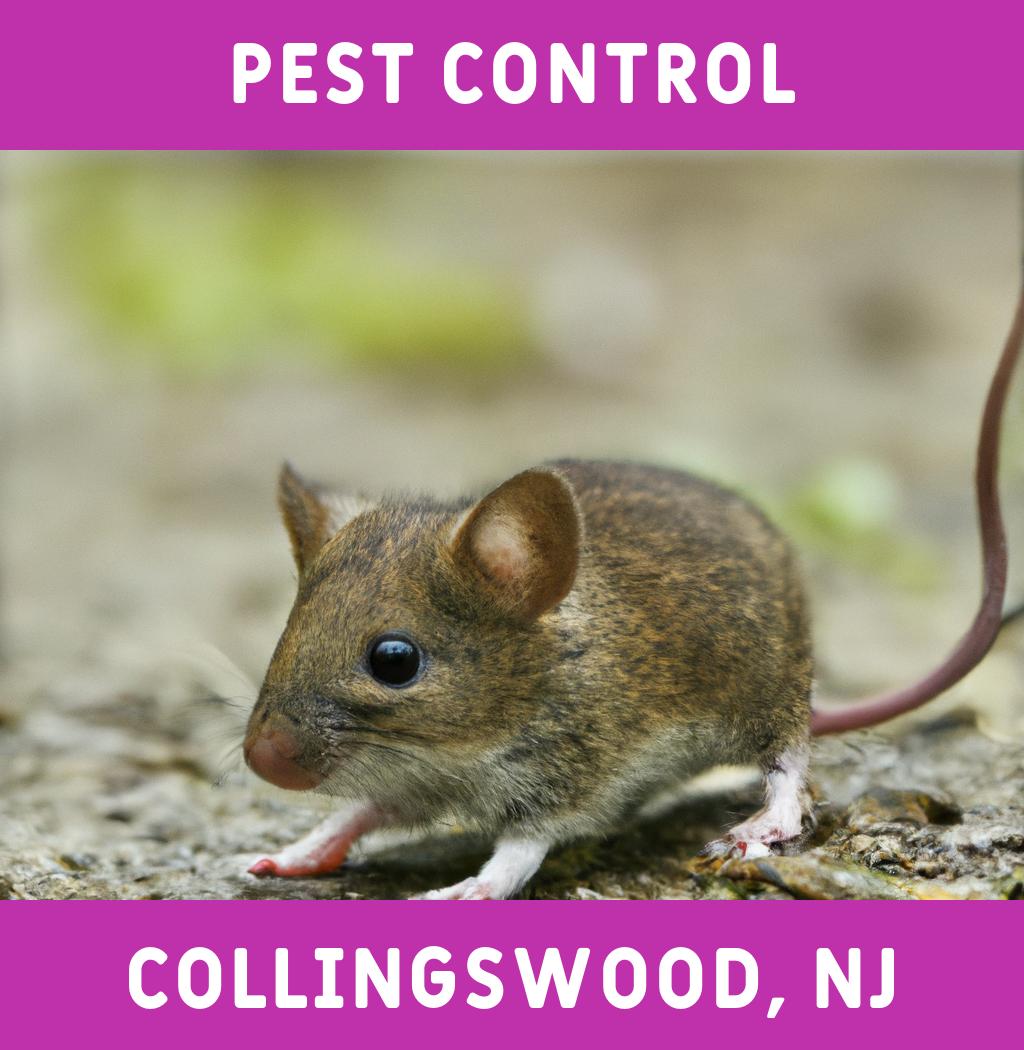pest control in Collingswood New Jersey