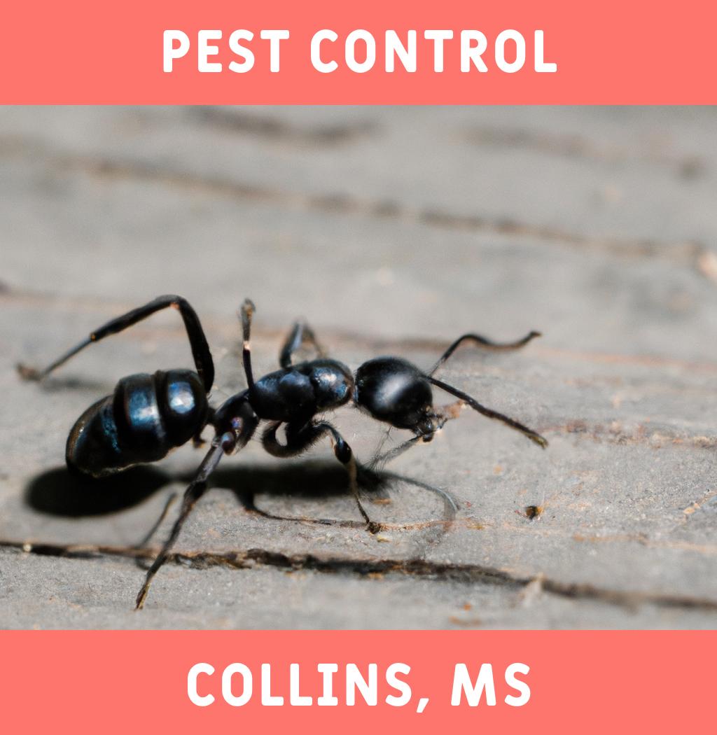 pest control in Collins Mississippi