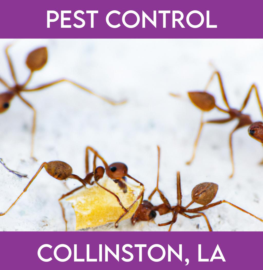 pest control in Collinston Louisiana