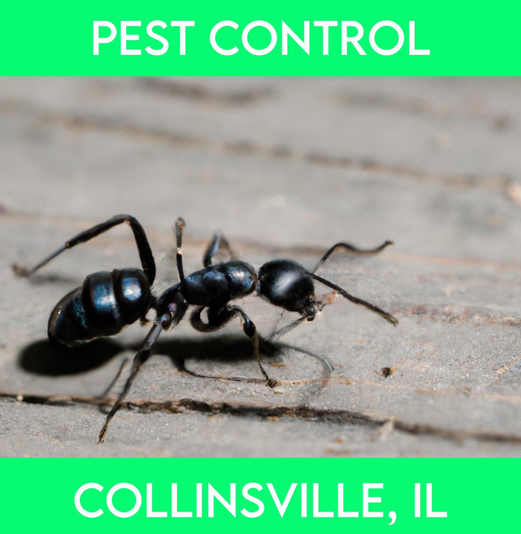 pest control in Collinsville Illinois