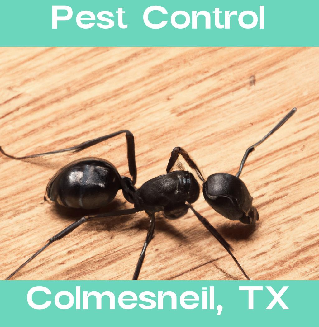 pest control in Colmesneil Texas