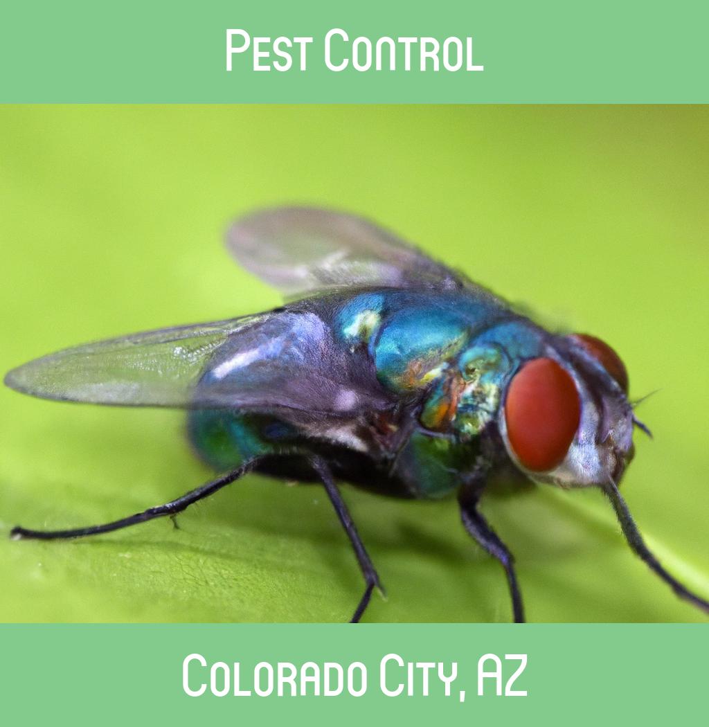 pest control in Colorado City Arizona