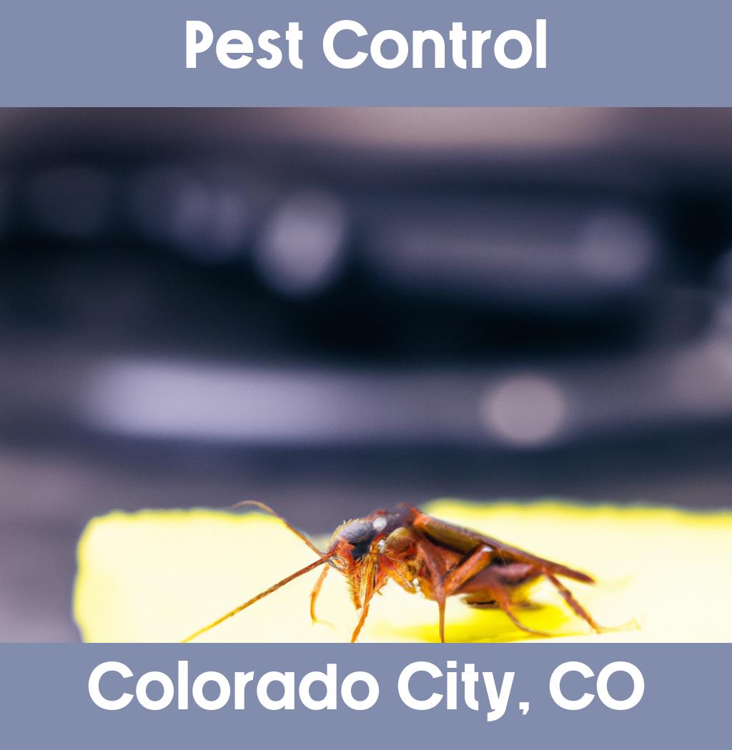 pest control in Colorado City Colorado