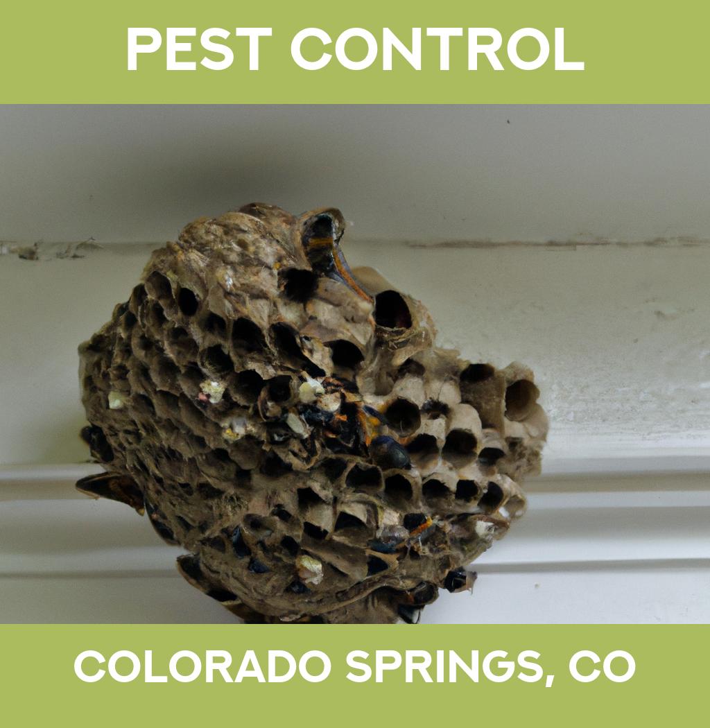 pest control in Colorado Springs Colorado