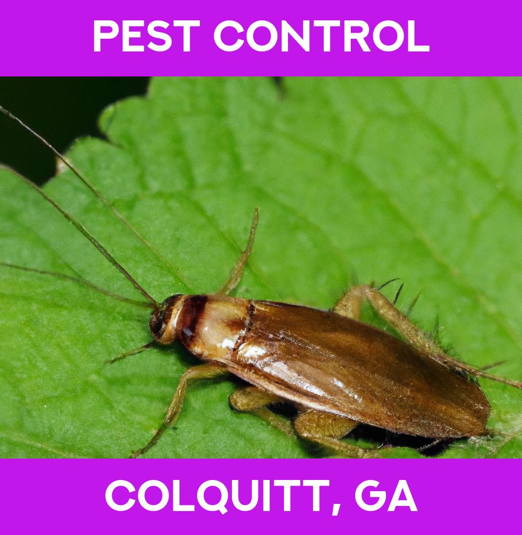 pest control in Colquitt Georgia