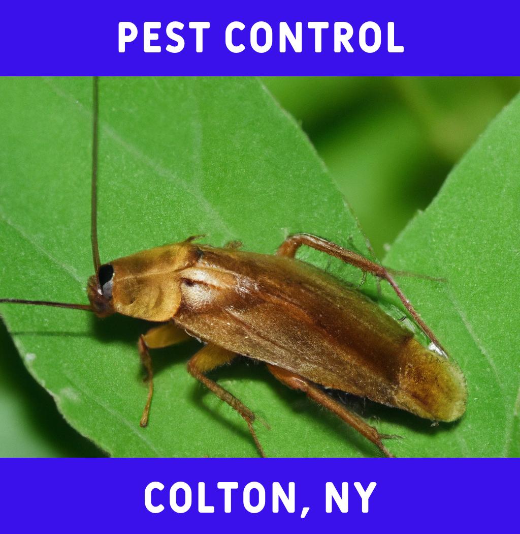 pest control in Colton New York