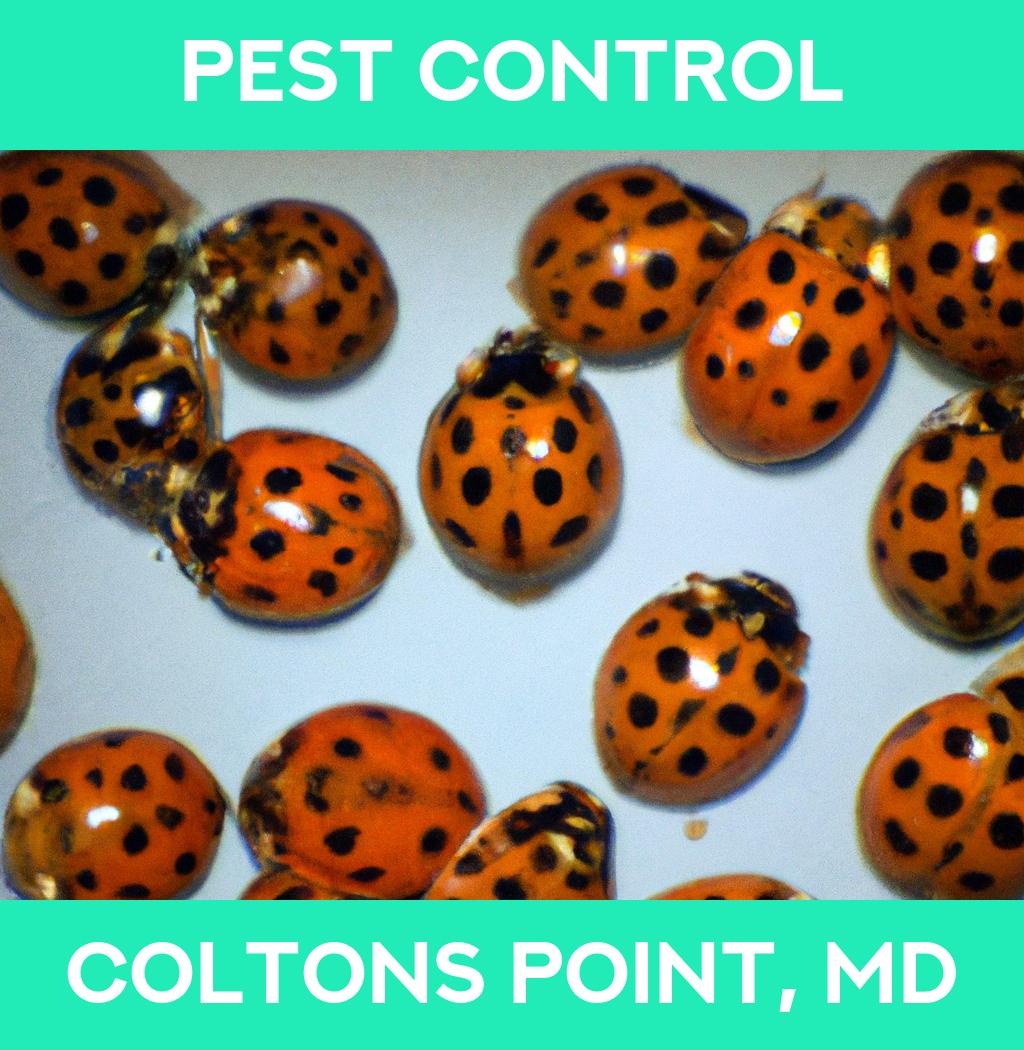 pest control in Coltons Point Maryland