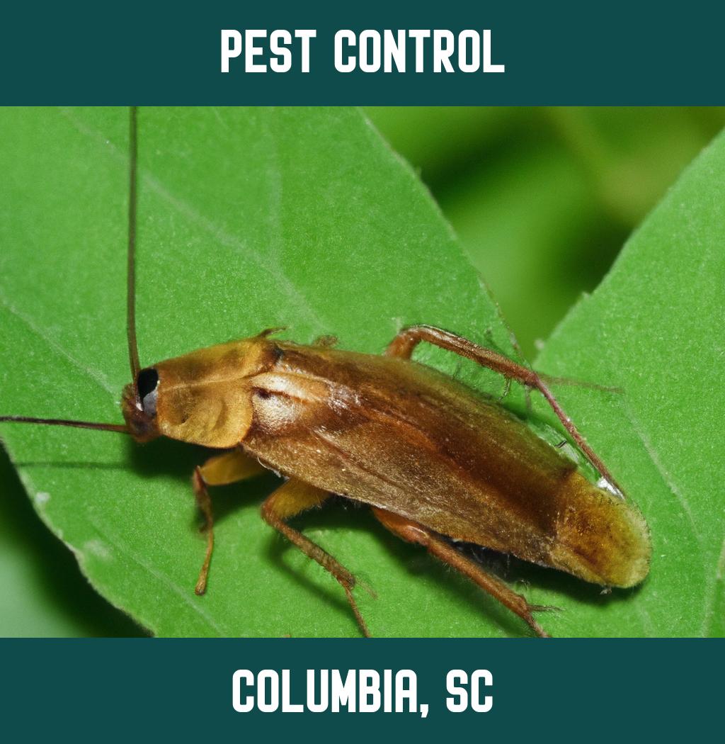 pest control in Columbia South Carolina