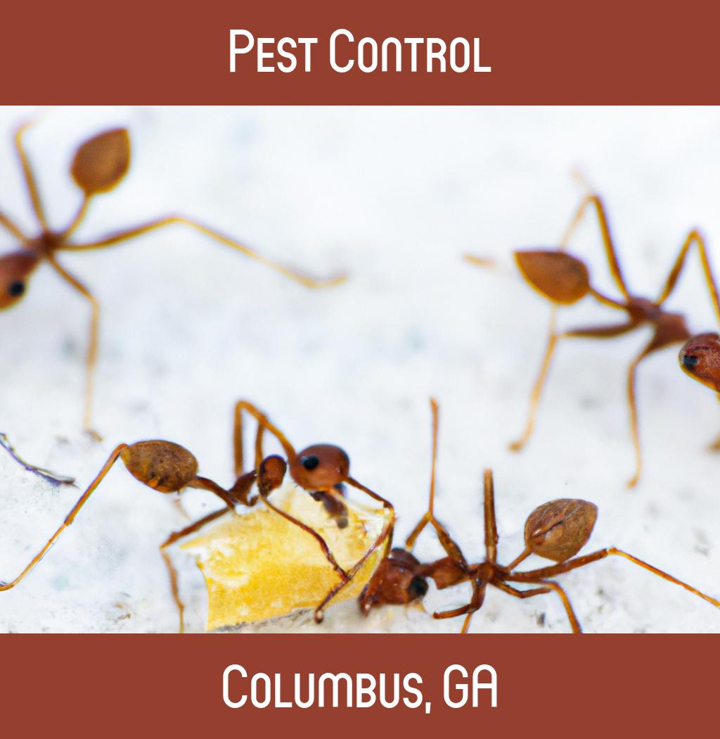 pest control in Columbus Georgia