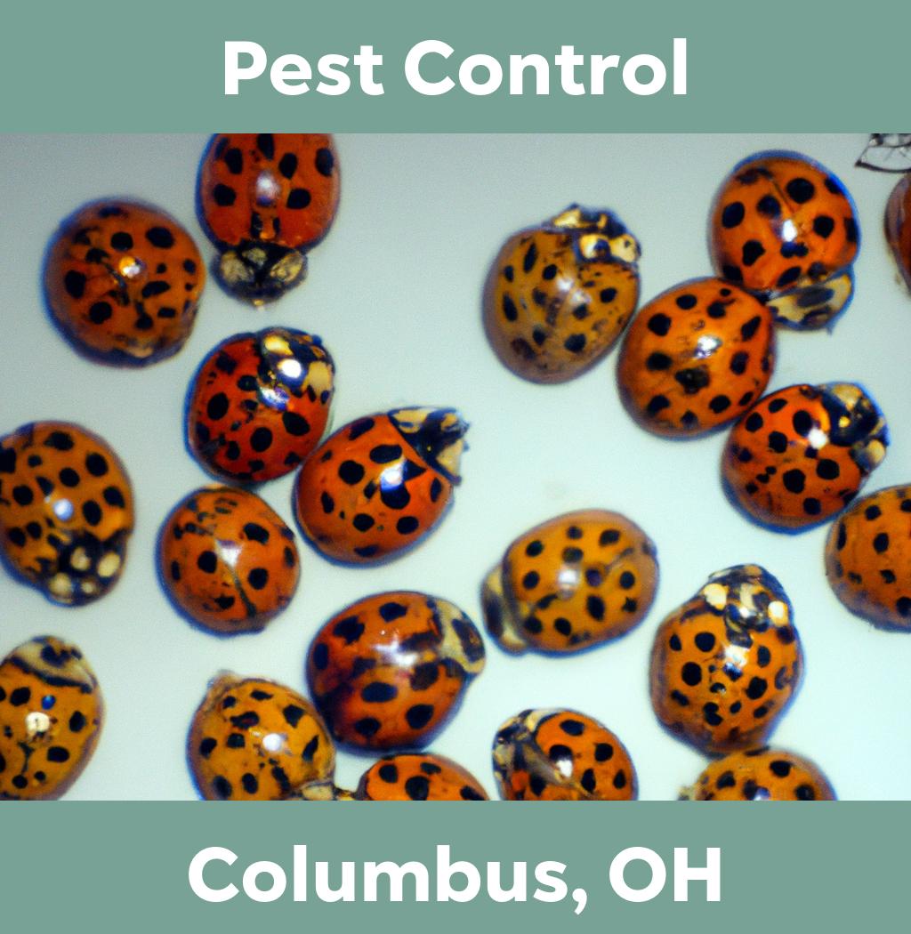pest control in Columbus Ohio