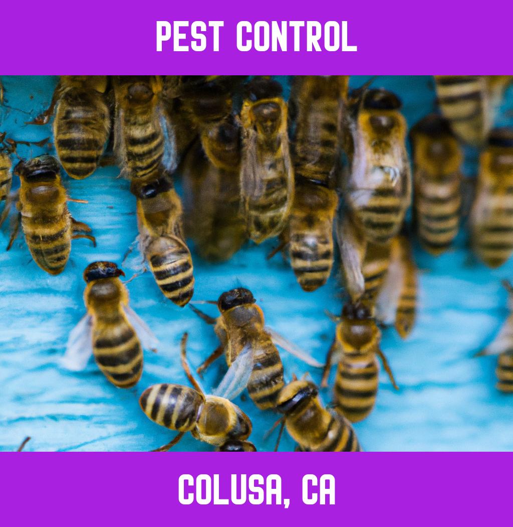 pest control in Colusa California