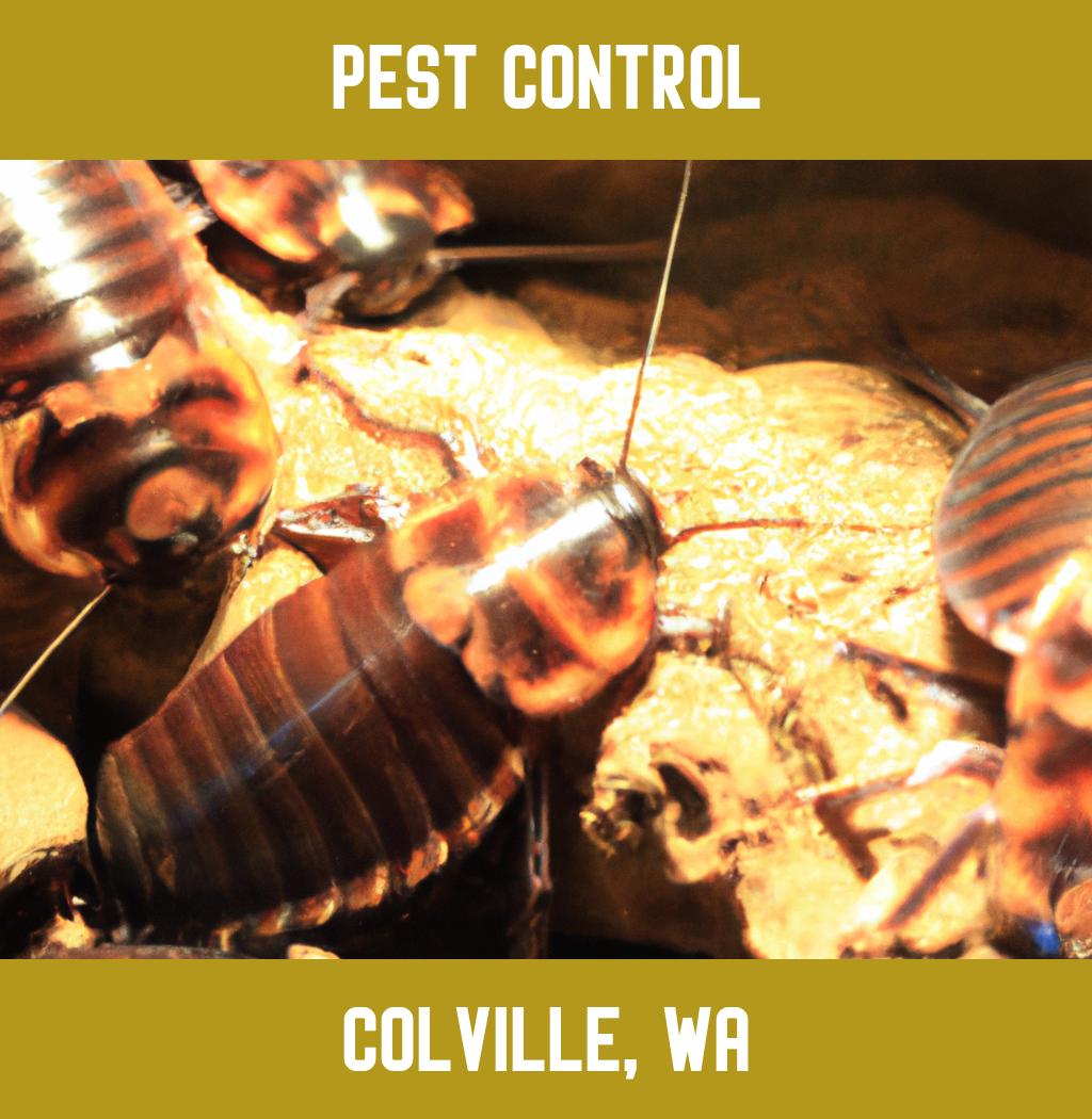 pest control in Colville Washington