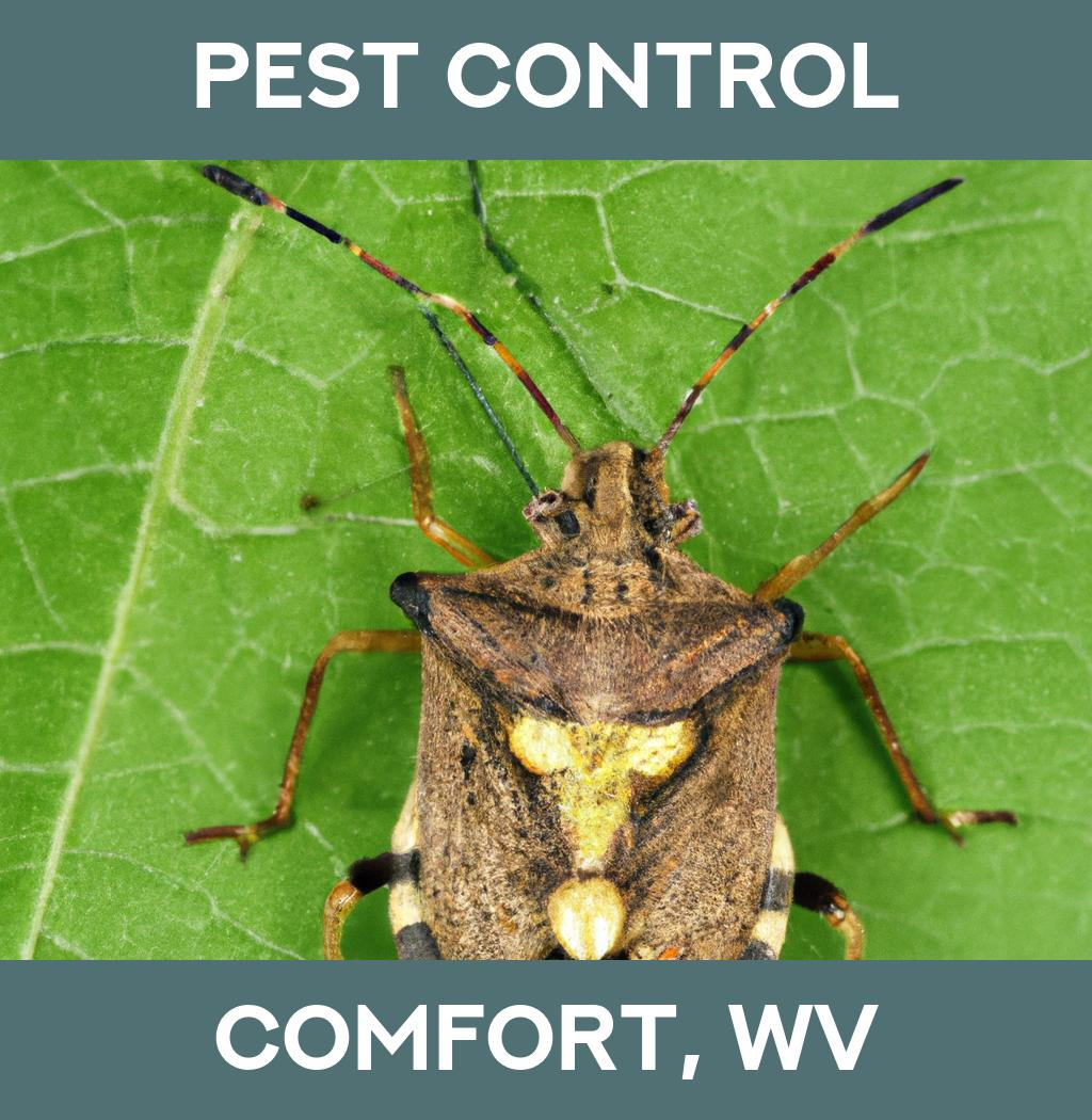 pest control in Comfort West Virginia
