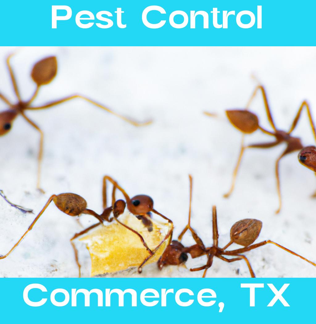 pest control in Commerce Texas