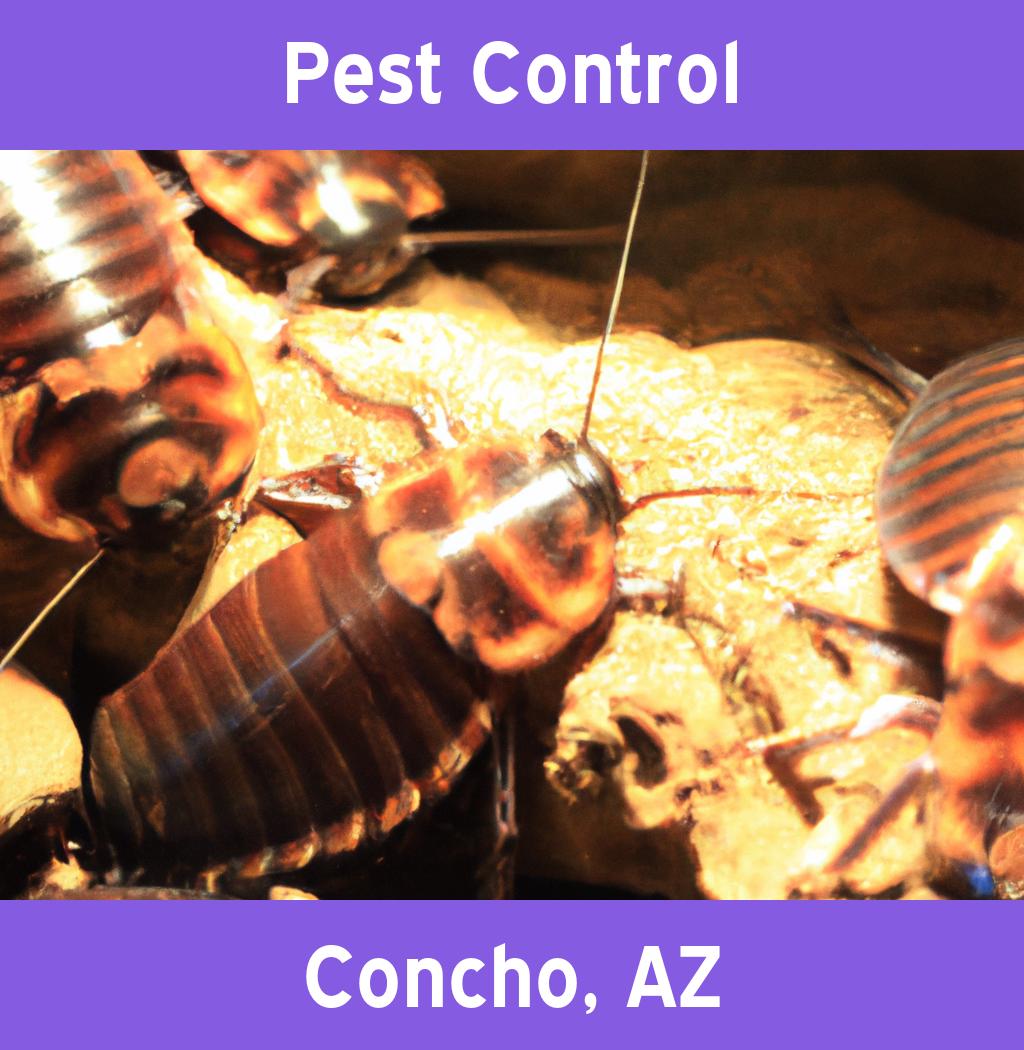 pest control in Concho Arizona