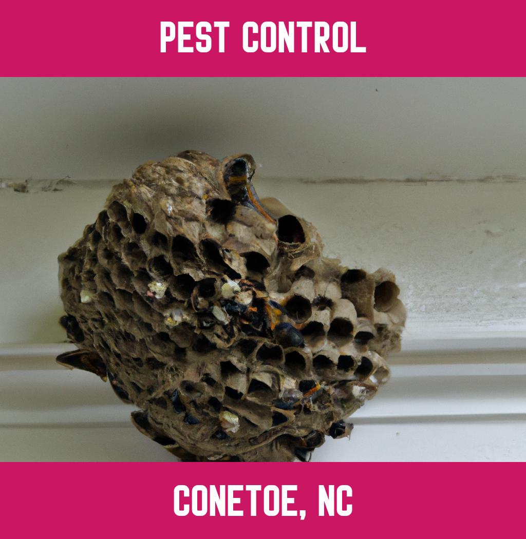 pest control in Conetoe North Carolina