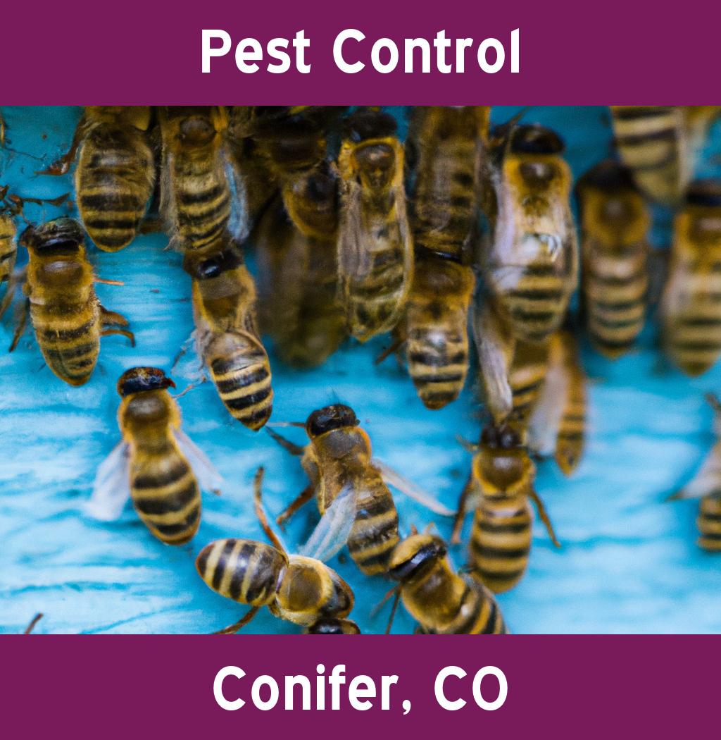 pest control in Conifer Colorado