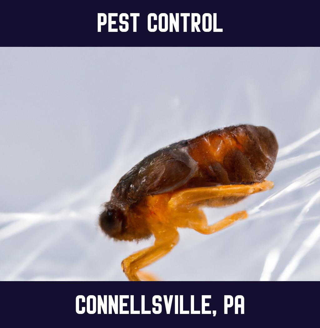 pest control in Connellsville Pennsylvania