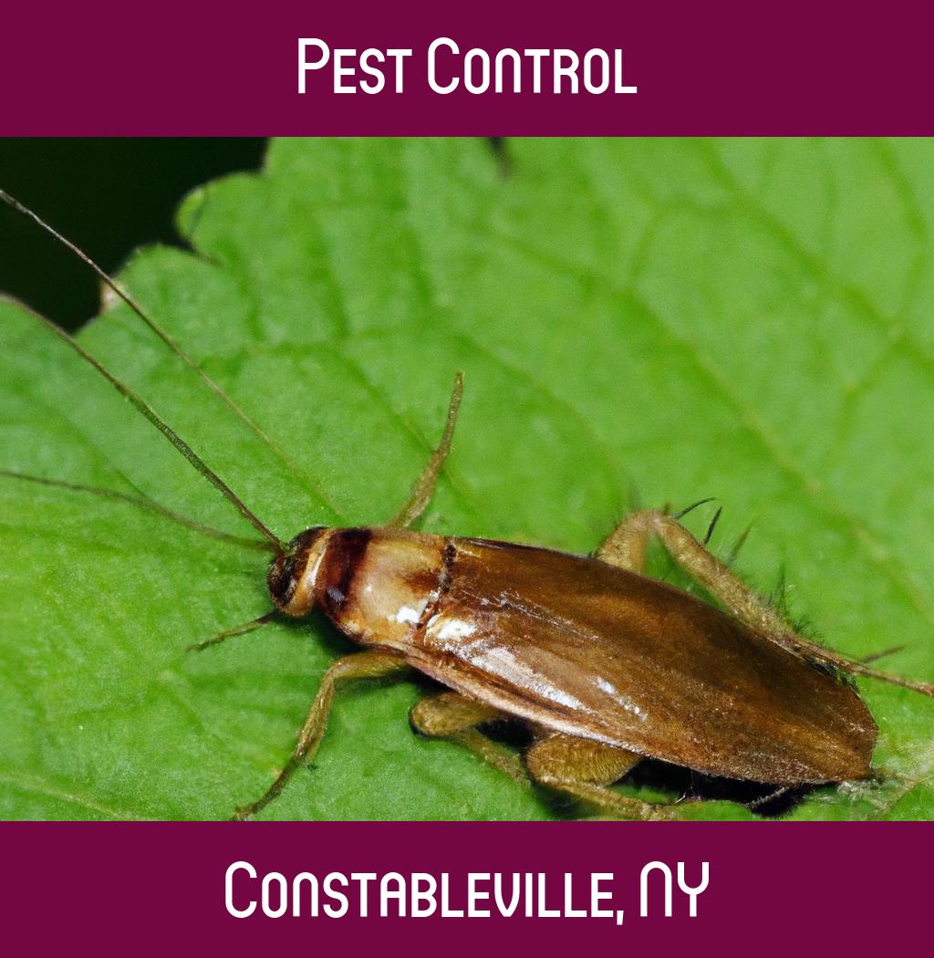 pest control in Constableville New York