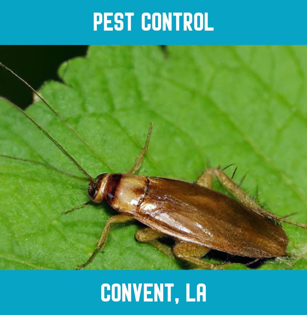 pest control in Convent Louisiana