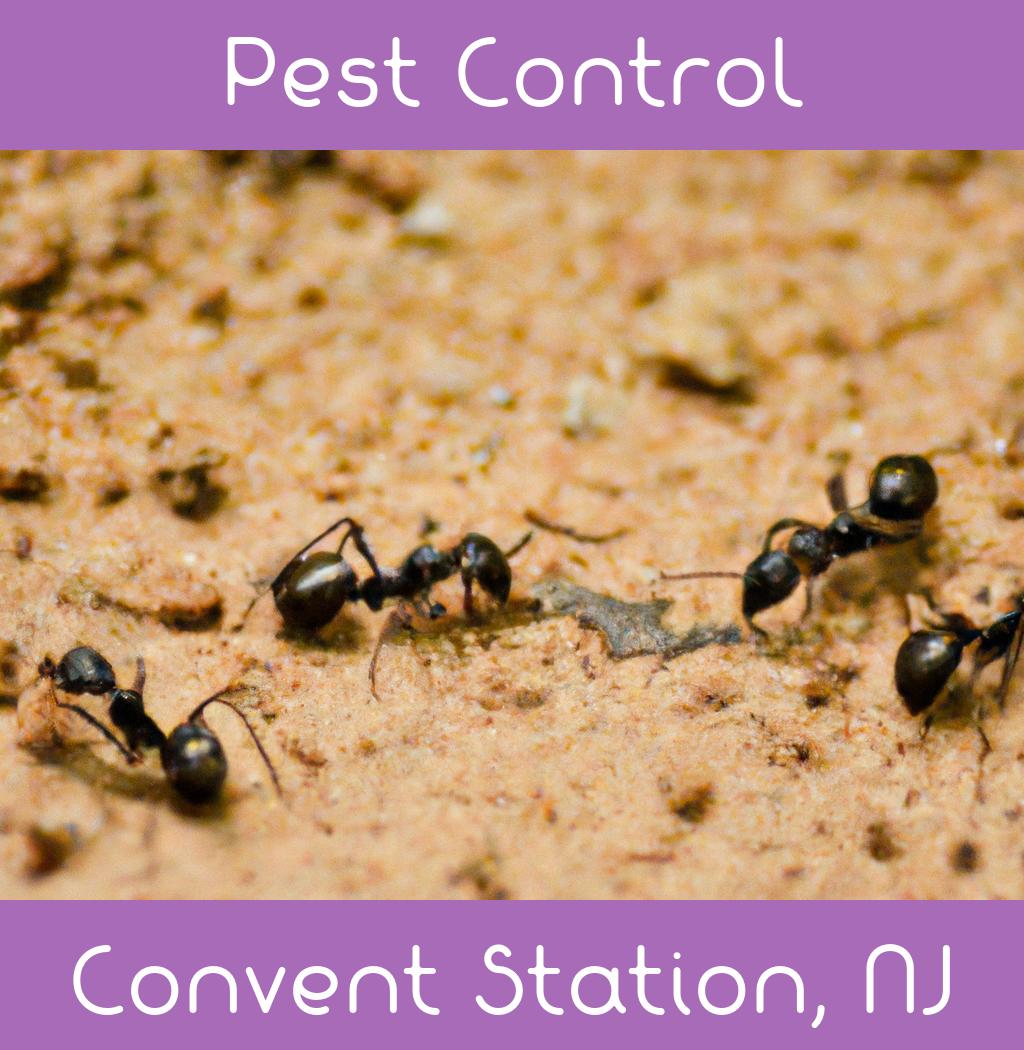 pest control in Convent Station New Jersey