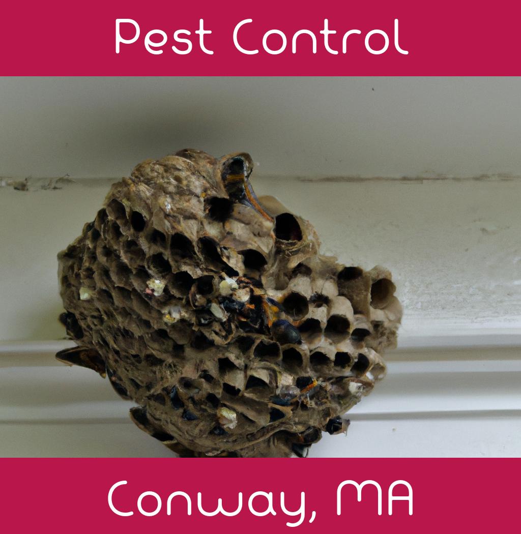 pest control in Conway Massachusetts